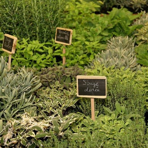 Plantes aromatiques à cultiver chez soi