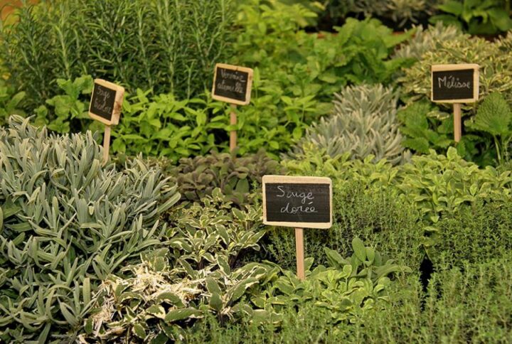 Plantes aromatiques à cultiver chez soi