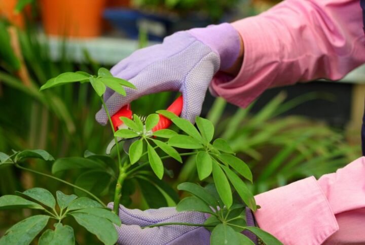 Entretien des plantes en fonction des saisons